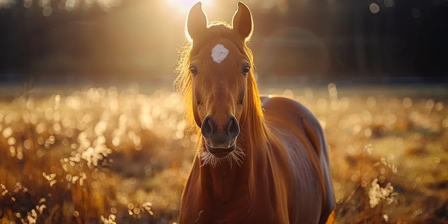 Krematoria dla zwierząt – rosnąca popularność